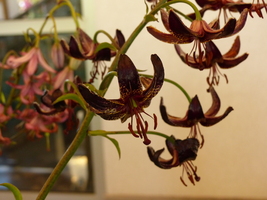 Foto: Dr. Peter Müller